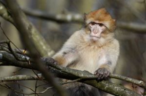 Ausgebüxte Affen machen Bundesstraße in Südbaden unsicher