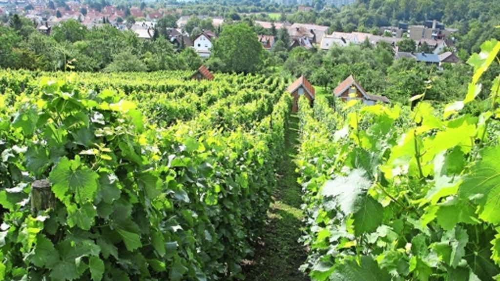 Serie: Weinbau in Feuerbach: Frischer Wind im  Feuerbacher Wengert
