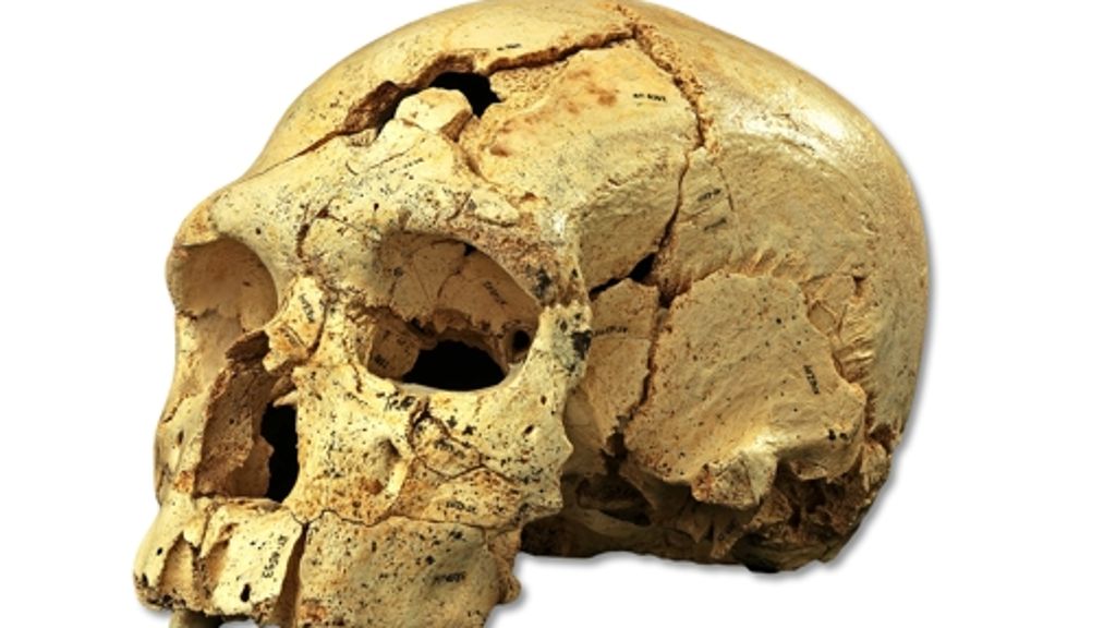 Paläontologie: Der Neandertaler ist viel älter als vermutet