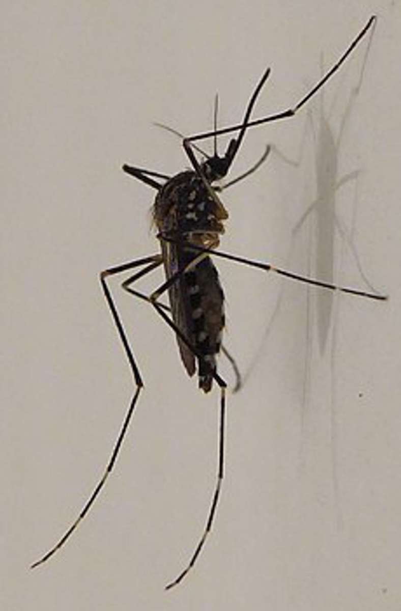 Koreanisc he Buschmücke (Aedes koreicus).