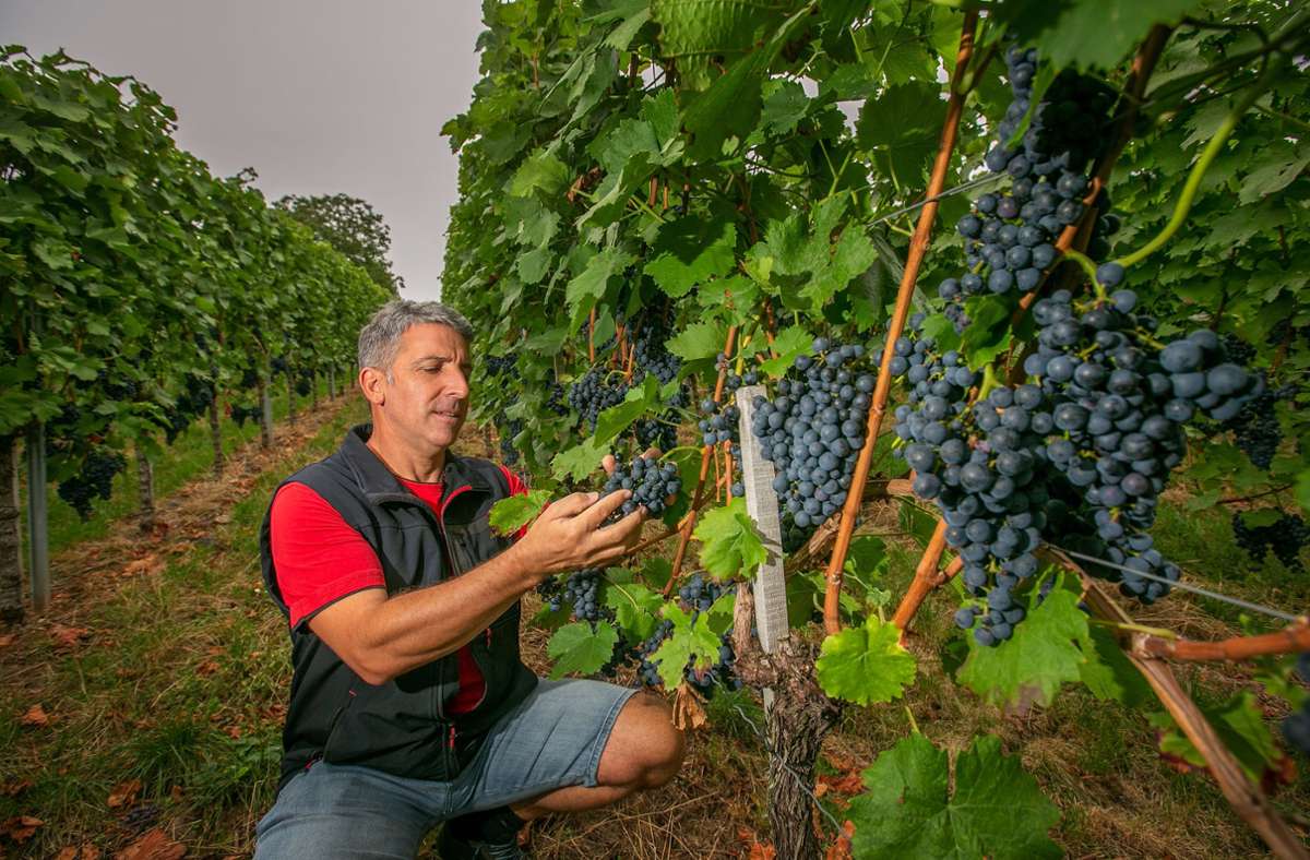 Achim Jahn, Vorstandsvorsitzender der Weingärtner Esslingen, begutachtet die Acolon-Trauben. Er ist bislang sehr zufrieden mit dem Jahr.