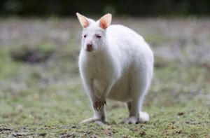 Verirrtes Känguru gefährdet Verkehr – Jäger muss schießen