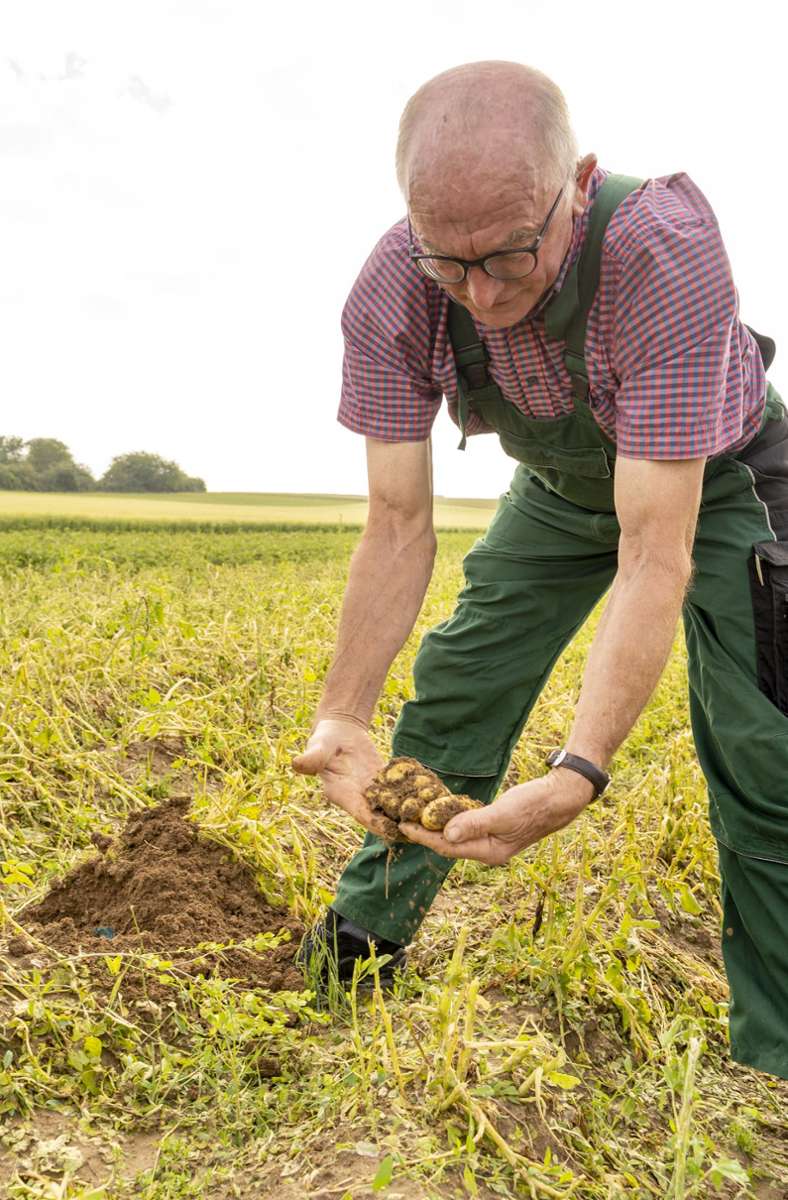Werner Knapp hat Frühkartoffeln aus der Erde geholt. Sie sind noch nicht erntereif, ob sich der grüne Zeil der Pflanze erholt, ist fraglich.