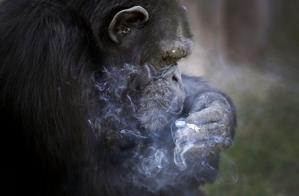 In einem anderen Land hätten nicht nur Tierschützer – zu Recht – längst ihre Stimme gegen den Tabakkonsum des Affen erhoben.