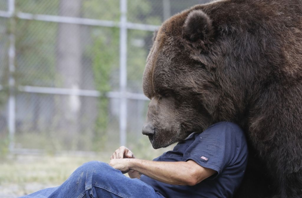 Der Kodiakbär Jimbo sucht den Körperkontakt seines Menschenfreundes Jim Kowalczik.