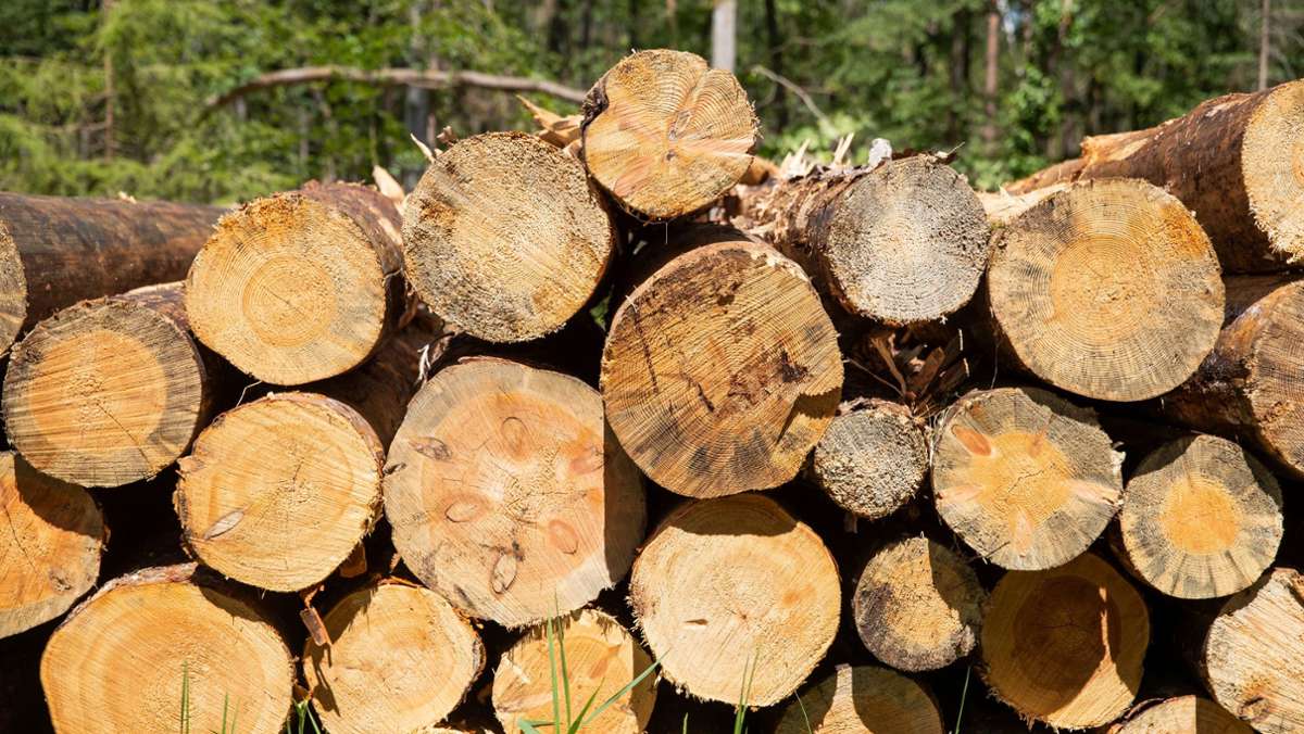 Wald in Deutschland: Schäden in Deutschlands Wäldern noch größer als angenommen