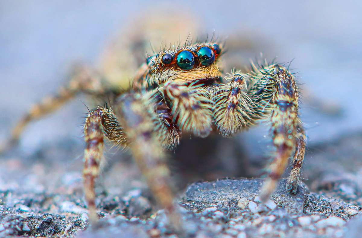 Spinnen sind nicht jedermanns Sache – aber sind diese Augen nicht wunderschön?