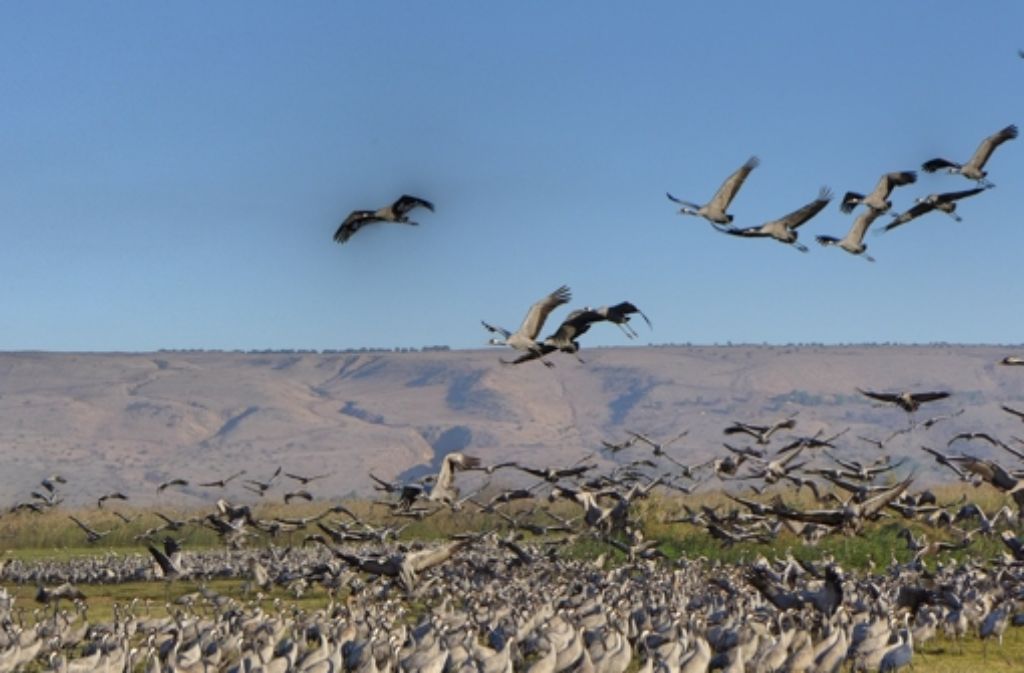 Kraniche fliegen auf, als sich die Touristen nähern. Viele tausend dieser Vögel überwintern im Hula-Tal und ziehen nicht mehr weiter nach Afrika wie früher.