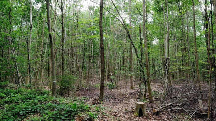 Bundesumweltministerin: Wälder befinden sich in einer Krise