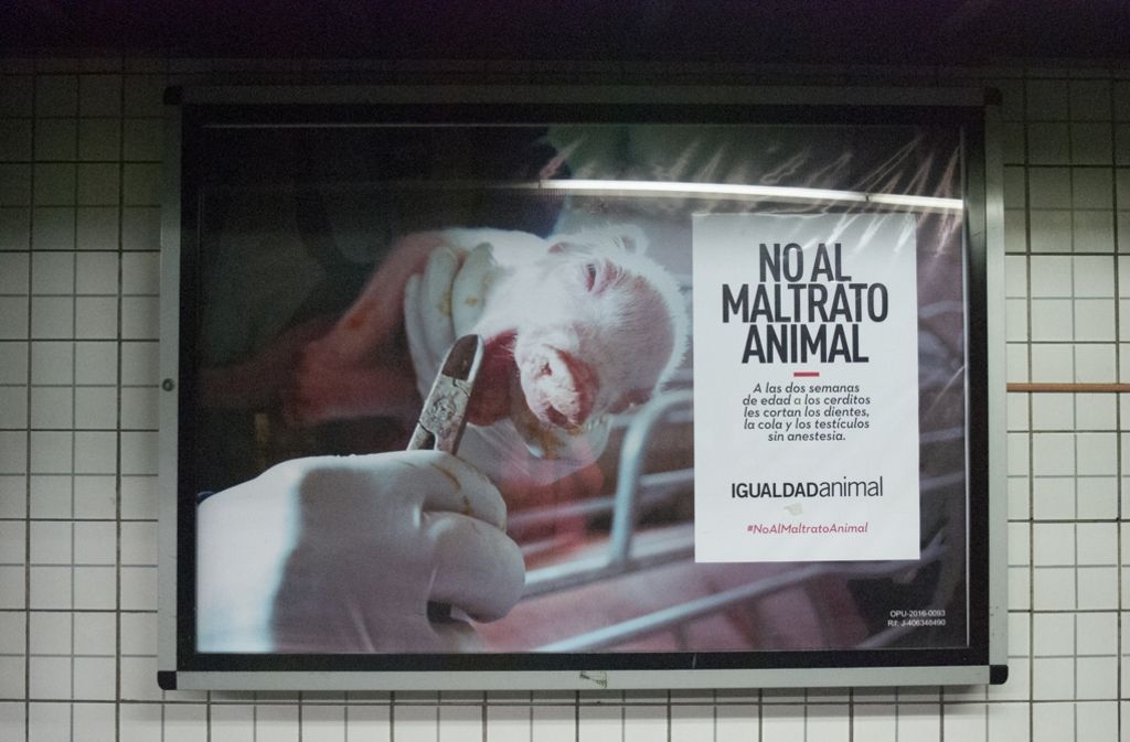 Rund 100 Poster hat Animal Equality im gesamten U-Bahn-Netz aufgehängt. Auf dem Bild ist zu sehen, wie einem Ferkel die Zähne geschnitten werden. Zwei Wochen nach ihrer Geburt werden den Jungtieren zudem der Ringelschwanz und die Testikeln abgeschnitten – alles ohne Betäubung.