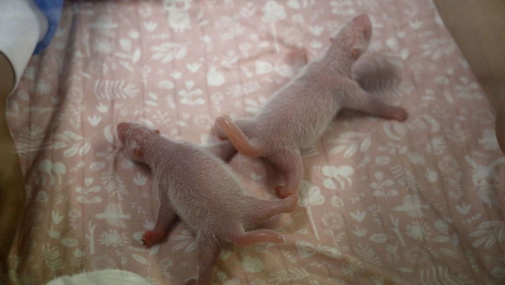  Freudige Nachricht aus einem Wildtierpark in Belgien: Das Panda-Weibchen Hao Hao hat am Donnerstag Zwillinge bekommen. Die Mutter kümmert sich liebevoll um den Nachwuchs, wie die Bilder beweisen. 