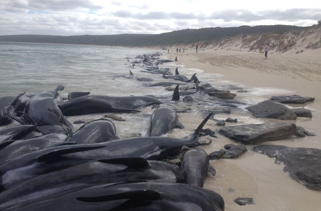 2009 waren in derselben Bucht bereits mehr als 80 Wale und Delfine gestrandet.