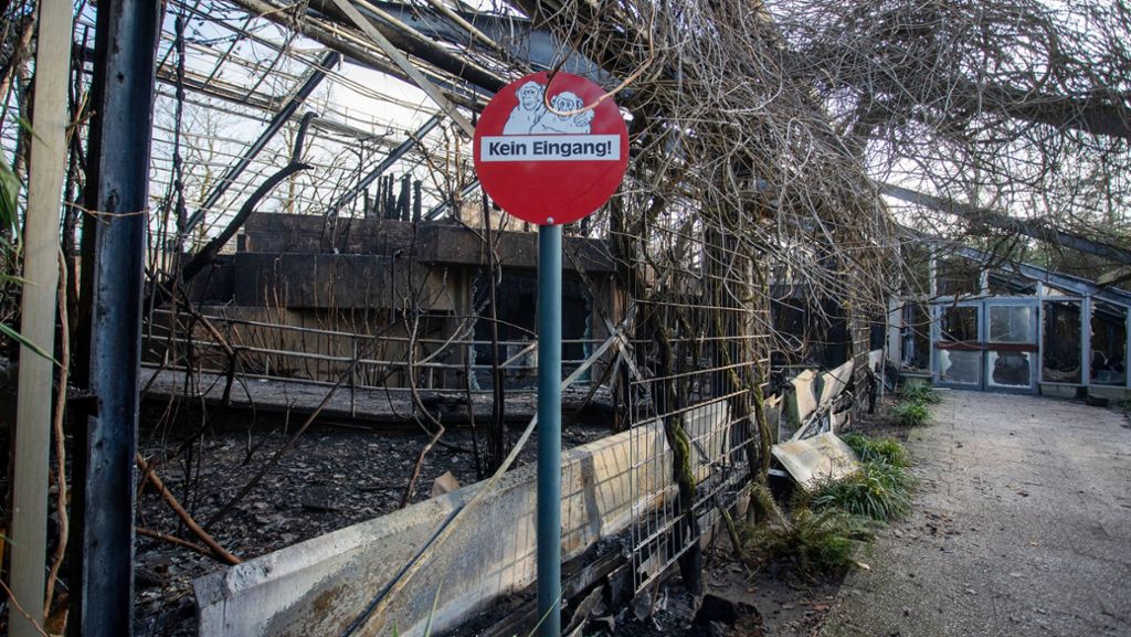 Nach Brand im Krefelder Zoo: Mehr Tiere getötet als vermutet – Ruine wird abgerissen
