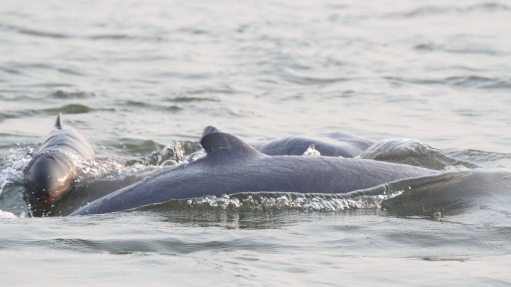 Argentinien: 49 Delfine verenden am Strand
