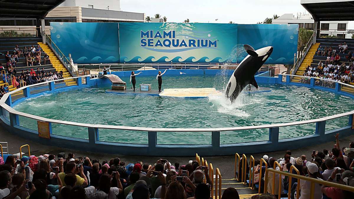 Gefangenschaft im Aquarium: Orca Lolita soll nach 50 Jahren wieder in Freiheit kommen