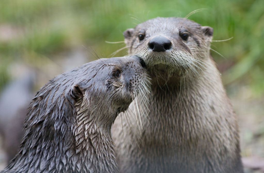 Otter können Muscheln auf ihrem Bauch mit einem Stein öffnen. Sind sie deshalb intelligent?