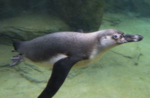 Pinguin verschluckt Brillenbügel und muss operiert werden