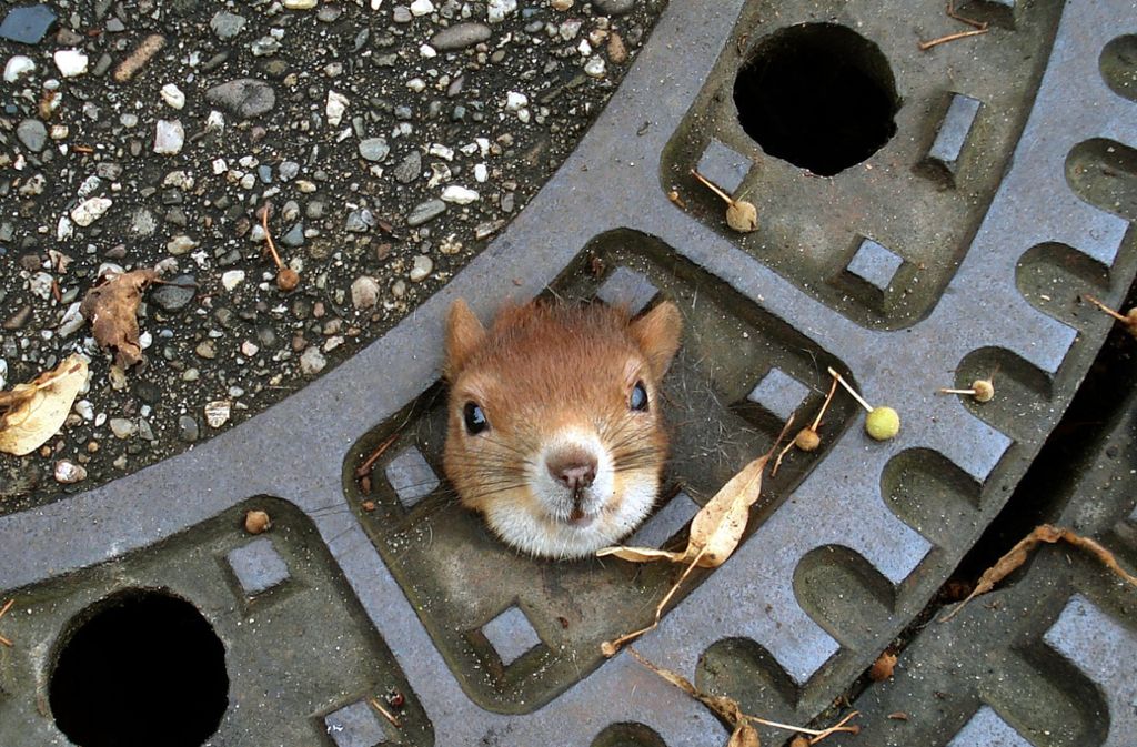 August 2012: Dieses Eichhörnchen steckte in einem Gullydeckel auf einer Straße in Isernhagen (Region Hannover) fest. Auch mit Olivenöl als Gleitmittel wollte die Rettung durch die herbeigerufene Polizei nicht gelingen. Erst als ein Beamter dem Eichhörnchen die Ohren anlegte, flutschte der Kopf durch die Öffnung.