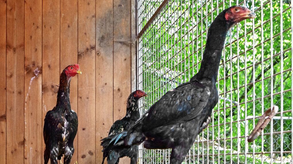  Hundehalter stoßen beim Gemeindewald auf acht Vögel einer seltenen Art, ein Hahn war bereits tot, die restlichen sieben Hühner wurden ins Tierheim gebracht. 