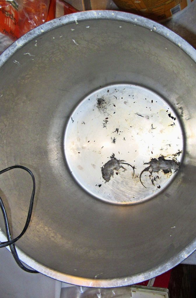 Ekelalarm im Keller eines Restaurants: Dort bestand ein Problem mit Mäusen. Der Betreiber wusste es, das belegten die zahlreichen Mausefallen, die dort aufgestellt waren. Zwei Exemplare kamen aber nicht in Fallen, sondern in einem Kochtopf ums Leben.