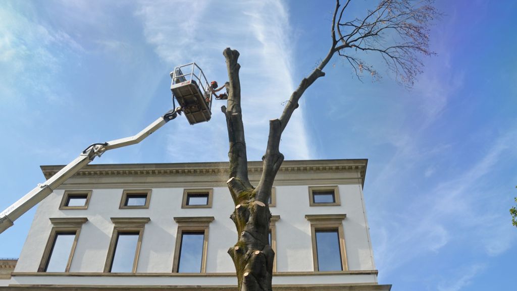 Hitzeschäden an Bäumen: Blutbuche am Stuttgarter Stadtpalais gefällt