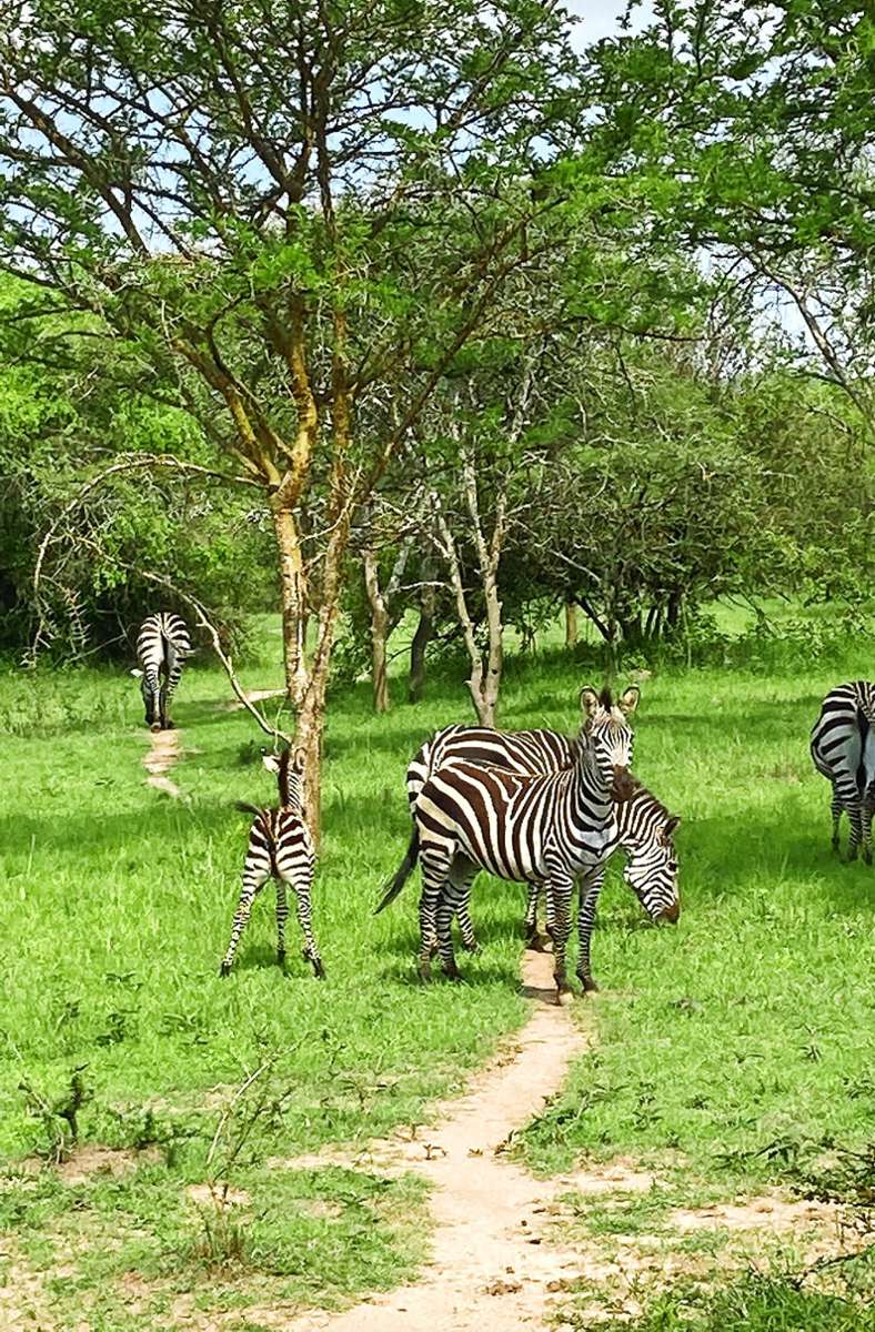 Völlig friedfertig hingegen sind andere Tiere wie die Zebras im Mburo-Nationalpark . . .