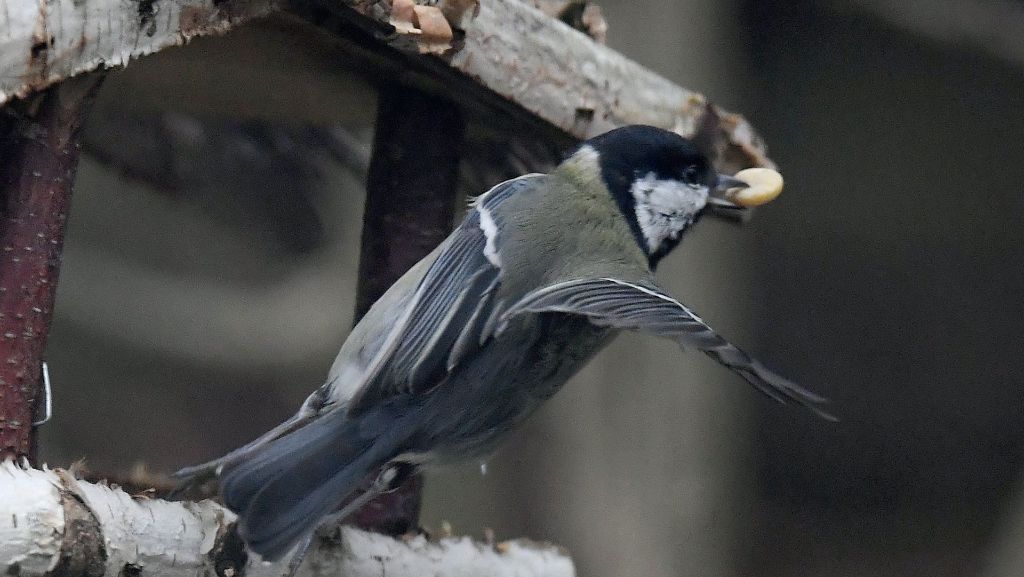  Durch die Fütterung im Winter können Tierfreunde Wildvögel unterstützen. Um ihnen wirklich zu helfen braucht es aber mehr, sagt der Vorstand des Naturschutzbunds (Nabu) Schorndorf, Jörg Daiss. 