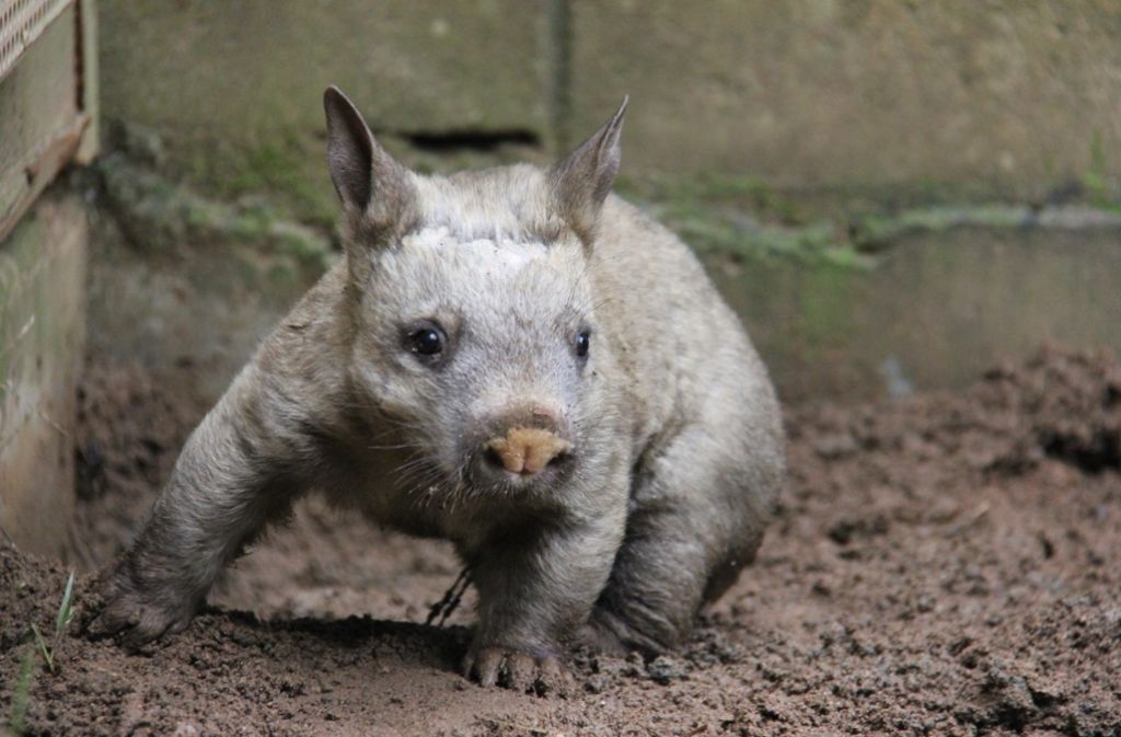 Die Population der Wombats geht aufgrund von Umwandlung des Lebensraums in Viehweiden und durch vom Menschen eingeschleppte Arten zurück.