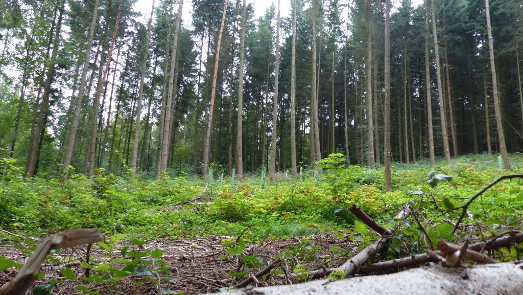  Der Borkenkäfer ist hierzulande der gefährlichste Feind des Fichtenwaldes. Von den rund 580 Hektar Waldfläche in Fellbach und Kernen sind jedoch lediglich rund vier Prozent mit der wuchsfreudigen Nadelholzart bepflanzt. 