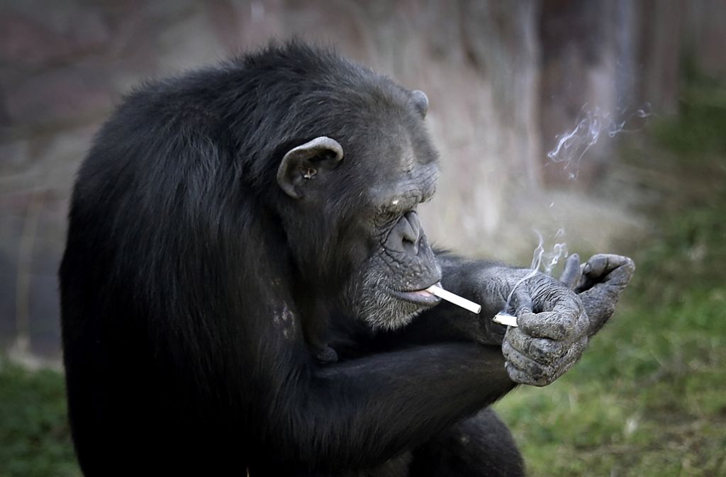 Der Zoo in der nordkoreanischen Hauptstadt Pjöngjang hat eine neue Attraktion: ein rauchender Schimpanse. Der kann sich seine Kippen sogar selbst anzünden.