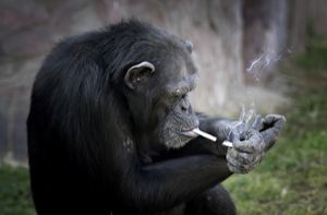 Schimpanse zündet sich Kippen selbst an
