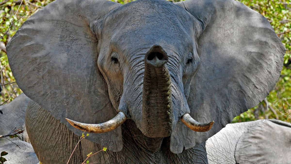 Tausende Nervenzellen im Gesicht: Was die Sinne von Elefanten so besonders macht