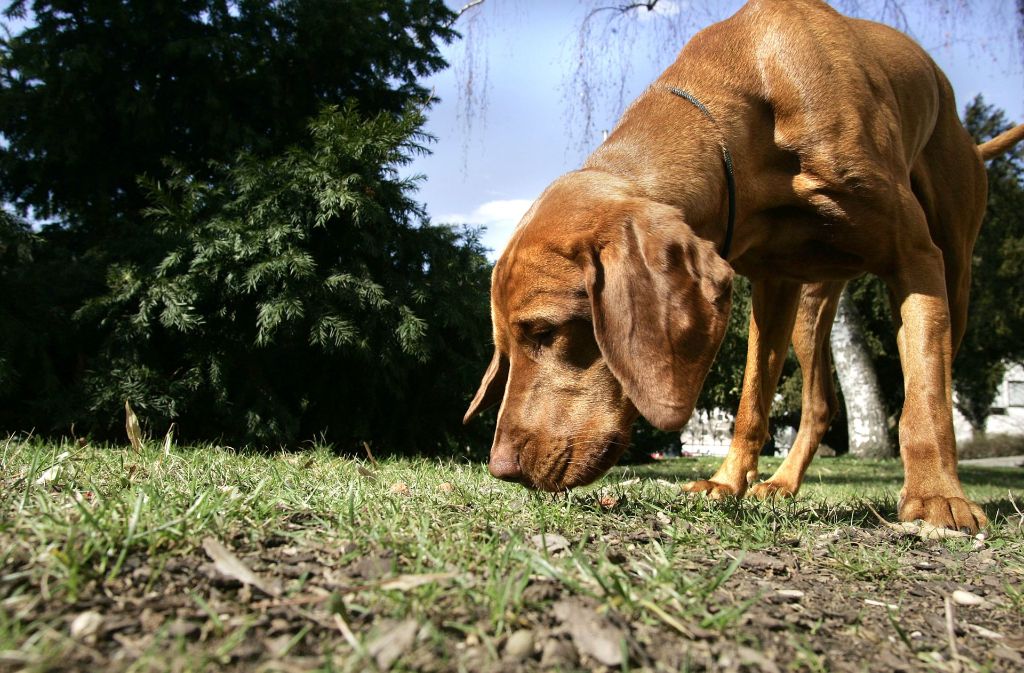 Etwa 2100 Hunde sind in Esslingen gemeldet. Foto: Rudel