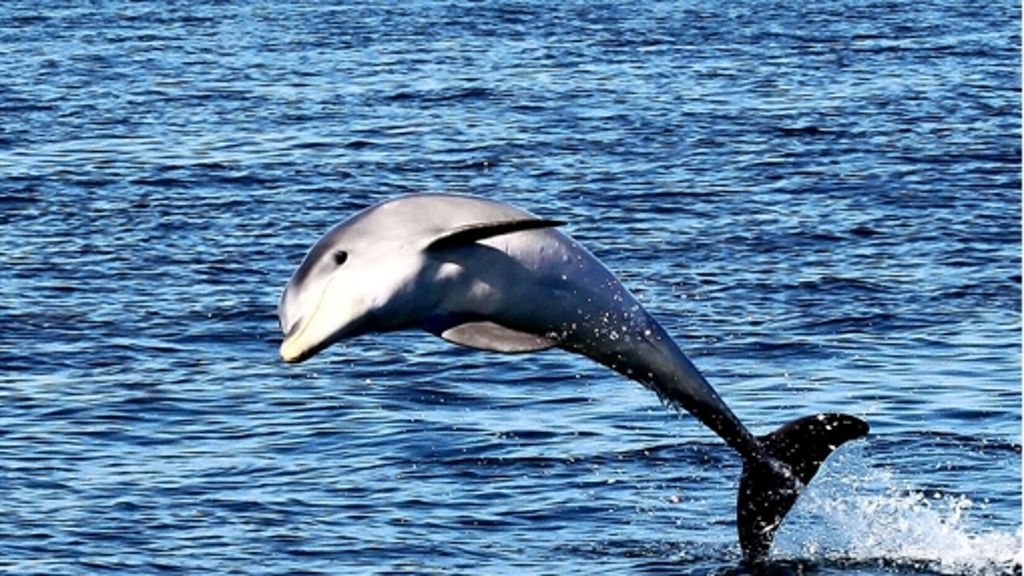 Delfine in Gefahr: Überlebenskünstler im Bosporus