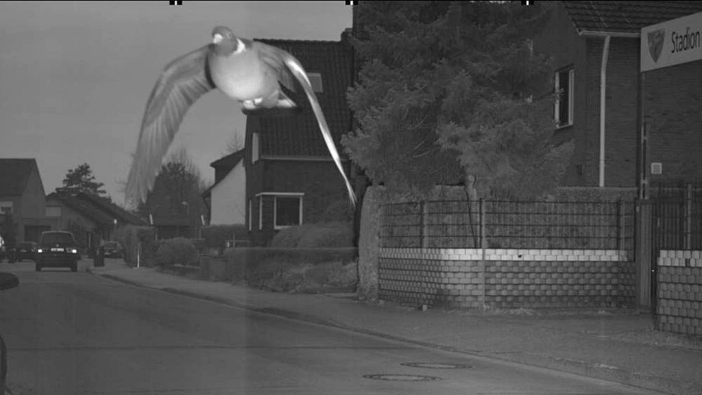  Die Stadt Bocholt hat in dieser Woche ein ungewöhnliches Blitzer-Foto veröffentlicht. Es zeigt eine Taube, die schneller als die erlaubten 30 km/h unterwegs war. Nun kann sich die Pressestelle vor Anfragen kaum retten. 