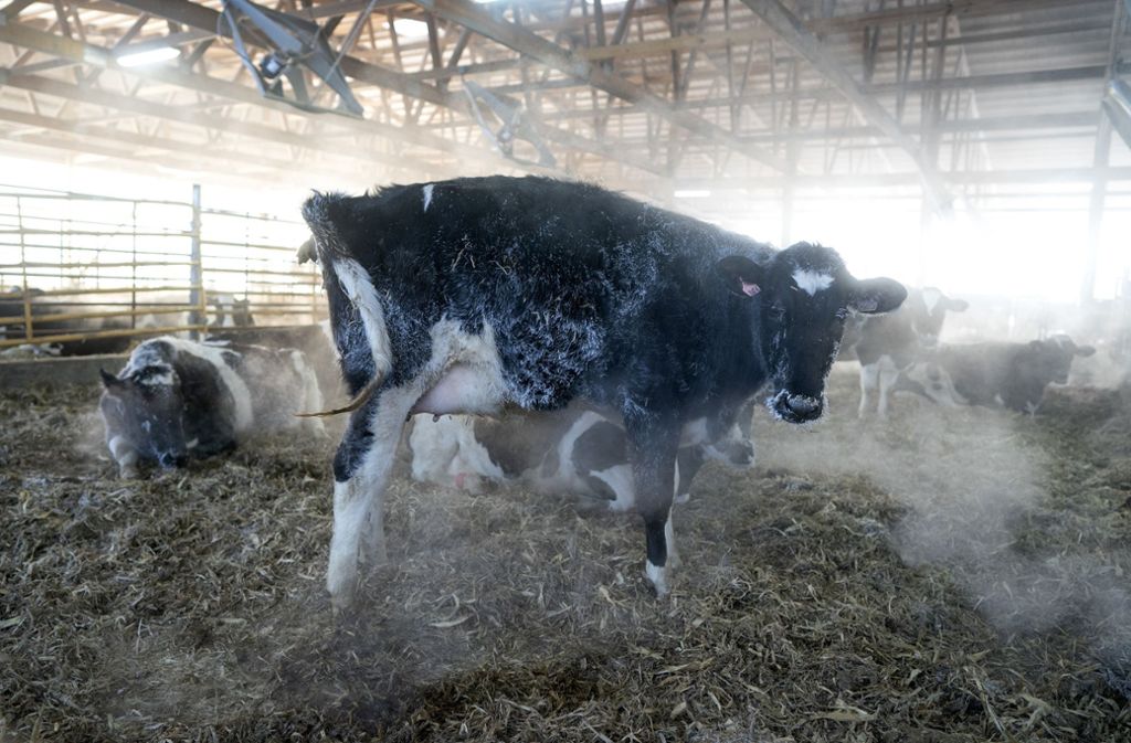 Von Raureif bedeckt ist das Fell einer Kuh in einem Stall der Farm Metogga Lake Dairy in New Prague, einer Kleinstadt in Minnesota, während die Außentemperaturen auf minus 28 Grad sinken.