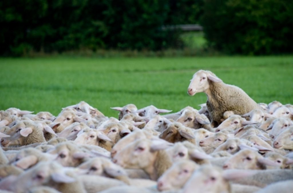Das Q-Fieber kann sich unter anderem über Schafe auf den Menschen übertragen. Foto: dpa