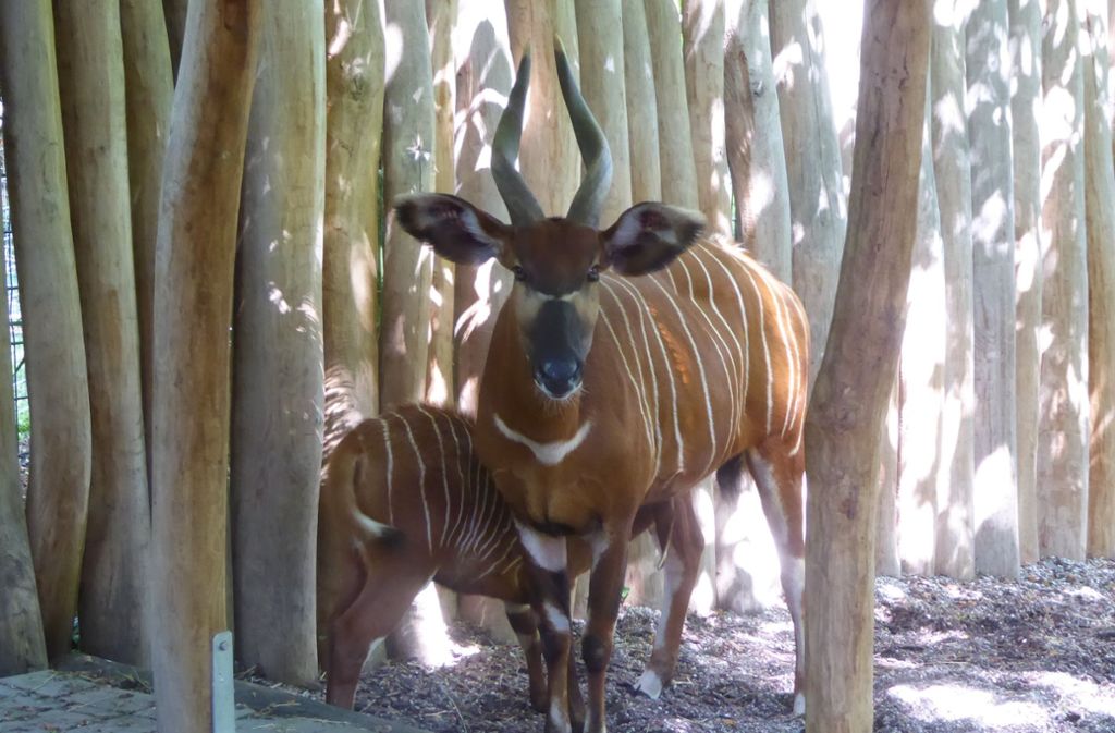 Das Bongo-Weibchen Asante mit ihrem Kalb Amarie
