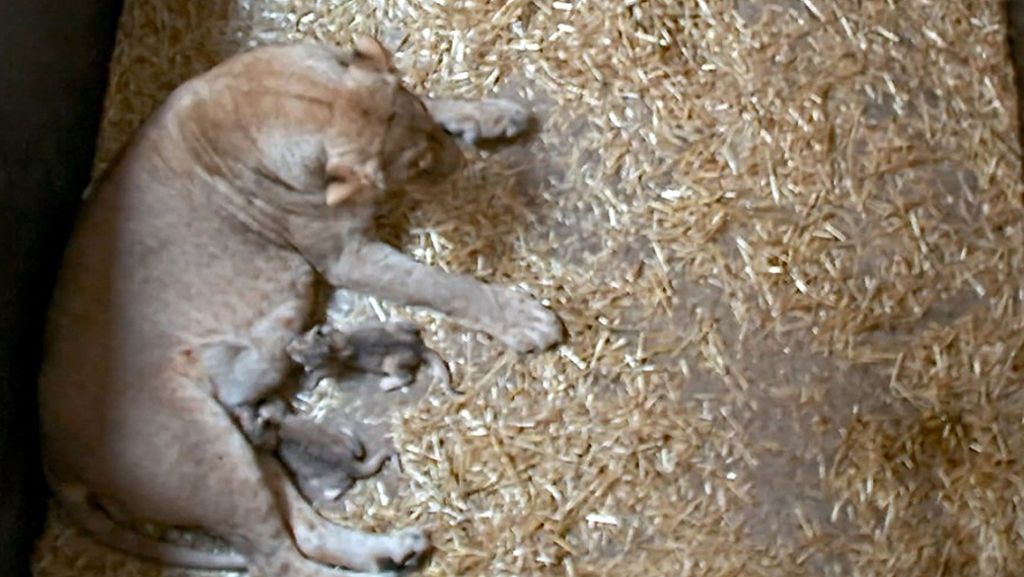 Zoo Leipzig: Warum tötet eine Löwenmutter ihre eigenen Babys?