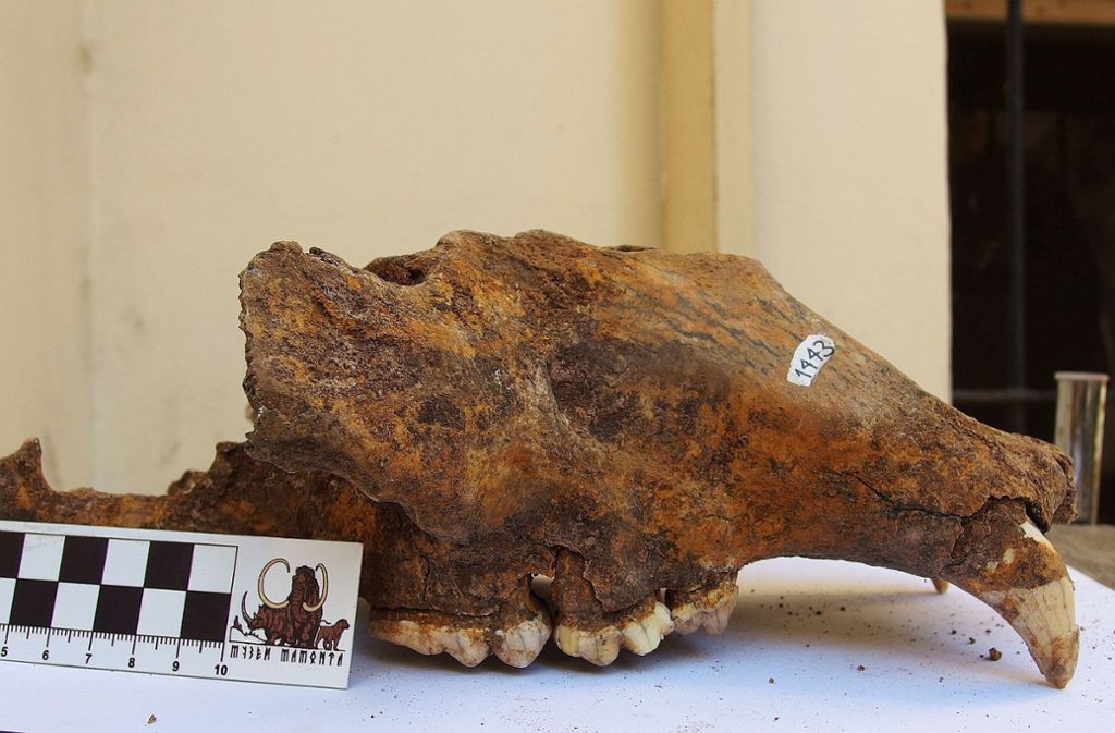 Höhlenbärenschädel aus dem Naturhistorischen Museum. Der Mensch ist deutlich stärker für das Aussterben des Höhlenbären verantwortlich als bislang angenommen. Das hat ein internationales Forscherteam durch den Vergleich von Bären-Erbgut aus mehr als einem Dutzend Höhlen in Europa herausgefunden.