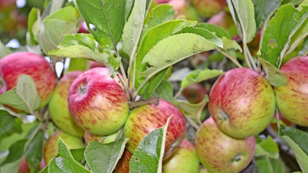  Die Fruchtsaftkelterei Mayer nimmt am Freitag Äpfel am Rohrer Weg an. 