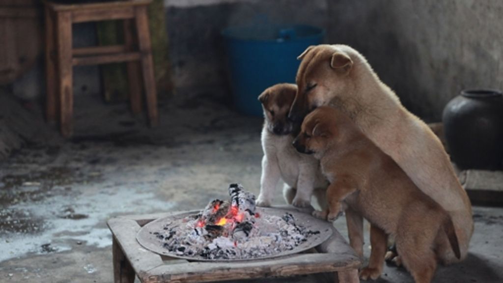 Hunde in China: Schön frisiert statt schön frittiert