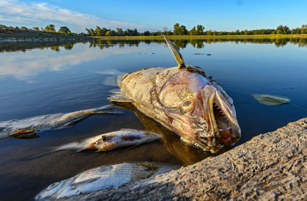 Tote Fische treiben an der Oberfläche der Oder (hier in Brandeburg). Das Fischsterben könnte nun auch die Ostsee treffen. Foto: dpa/Patrick Pleul