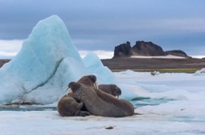 Eiskalt und traumhaft schön  – die Barentssee