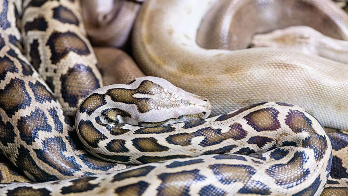 Schlangenfund bei Breisach: Zwei mutmaßlich ausgesetzte Pythons sind tot – Polizei geht Spuren nach