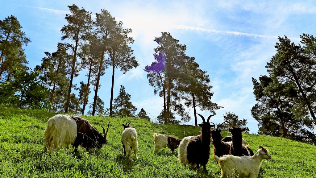 Sindelfingen im Kreis Böblingen: Schafe und Ziegen fressen im Dienste der Stadt