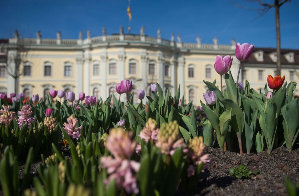 Tulpen, Narzissen und Hyazinthen bilden die bunte Kulisse für das Residenzschloss in Ludwigsburg.