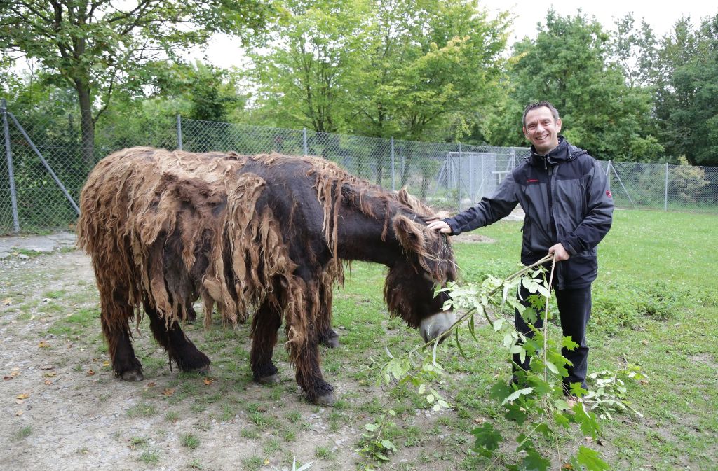Der Direktor der Wilhelma Thomas Kölpin kümmert sich um einen Poitou-Esel.