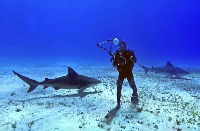 Fotograf bekommt Haie vor die Kamera