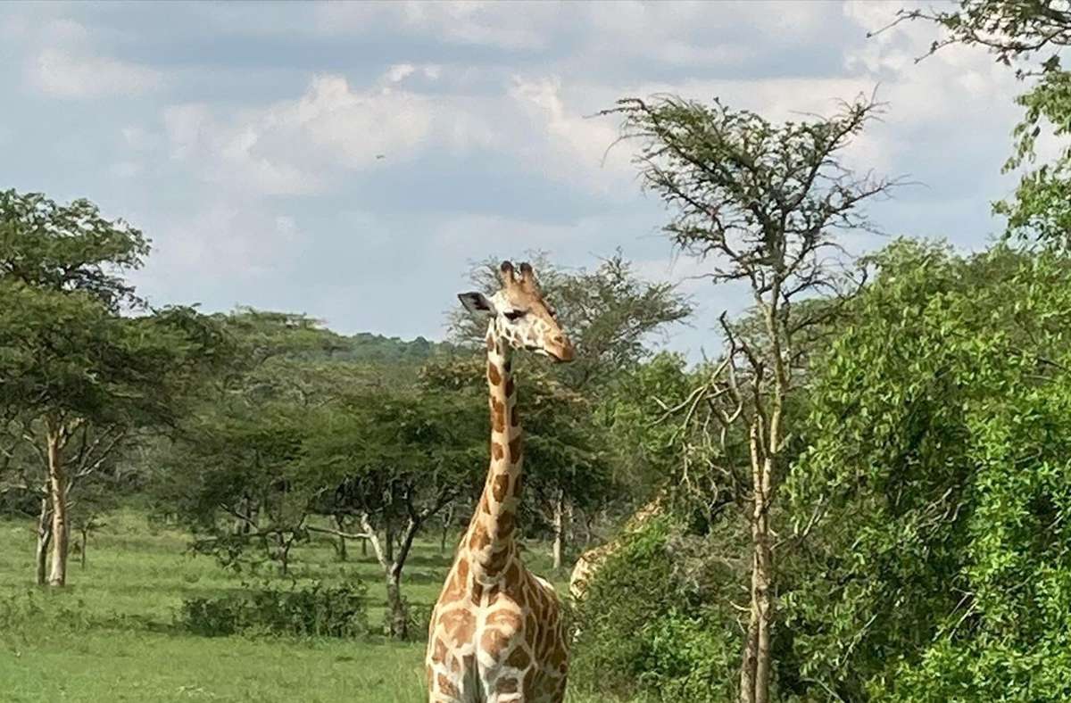 . . . oder die ebenfalls hier lebenden Giraffen.